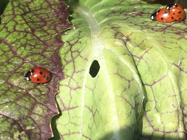 Lessons From The Ladybugs