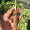Garden Coaching - Image 7
