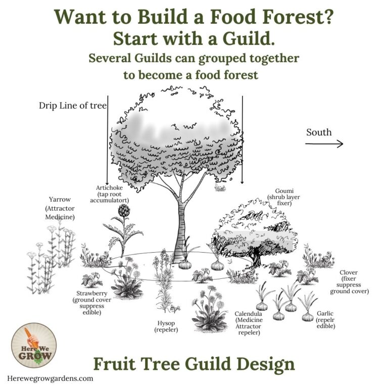 Want a Permaculture Forest Garden? – Start with Planting a Guild