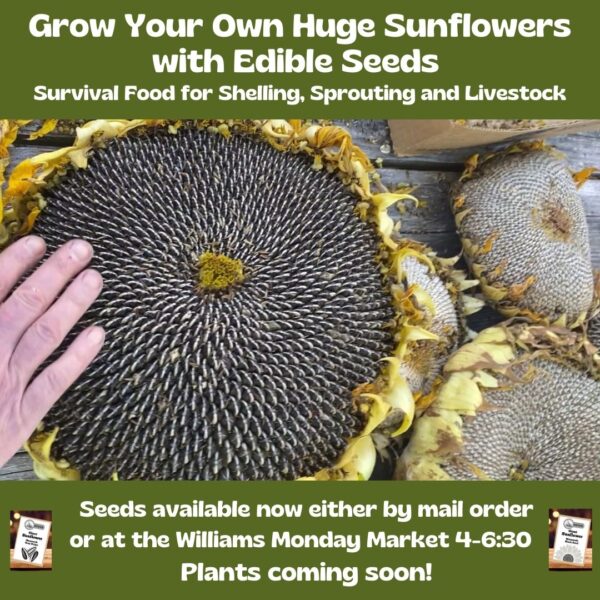 Giant Edible Sunflowers- Mammoth- 30 Seeds - Free Shipping - Image 3