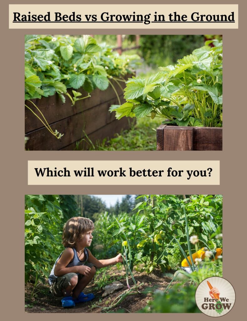 raised beds vs. in-ground beds. pros and cons. comparing garden bed methods
