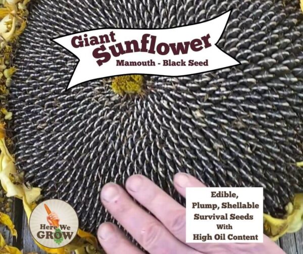 Giant Edible Sunflowers Seed Packet - Mammoth Black Seed - 30 seeds - Free Shipping