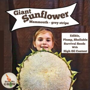 Giant Edible Sunflower Seed Packet -Mammoth Grey Stripe -30 seeds - Free Shipping