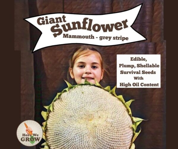Giant Edible Sunflower Seed Packet -Mammoth Grey Stripe -30 seeds - Free Shipping