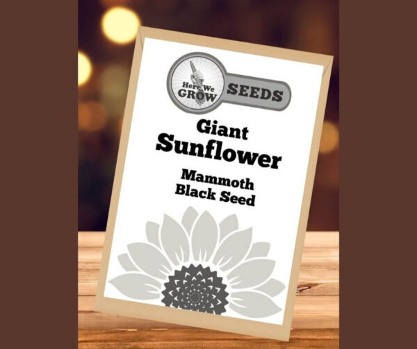 Giant Edible Sunflowers Seed Packet Mammoth Black Seed 30 seeds Free Shipping Here We Grow