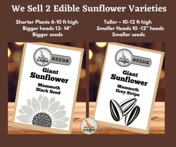 Giant Edible Sunflowers Seed Packet Mammoth Black Seed 30 seeds Free Shipping Here We Grow