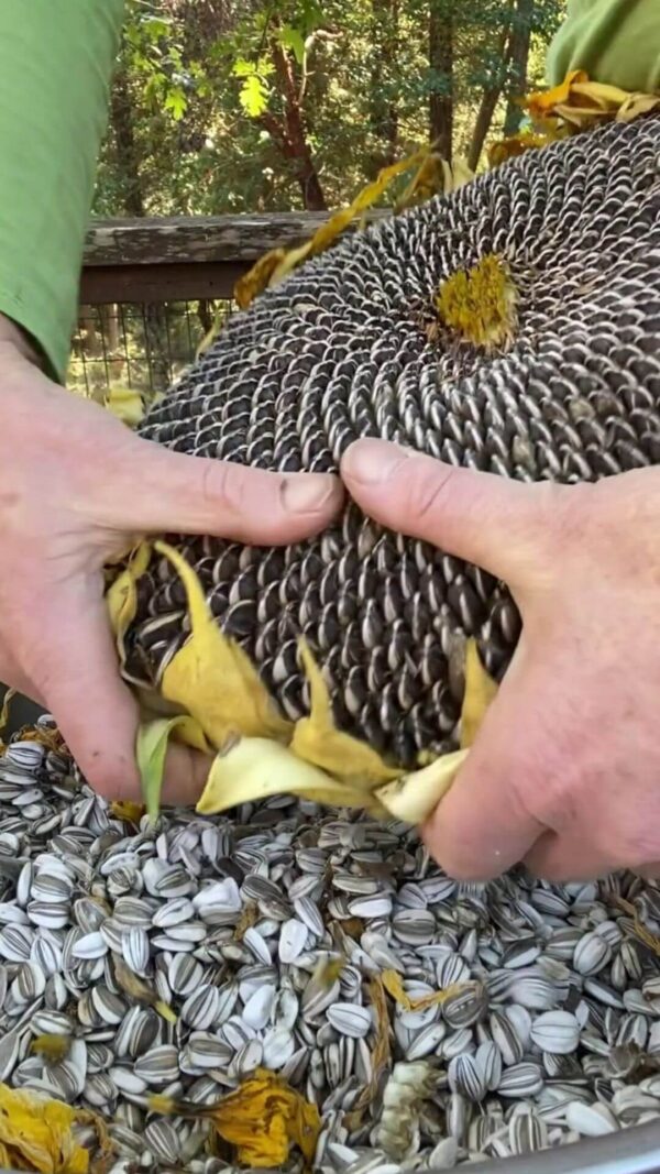 processing dried sunflower heads