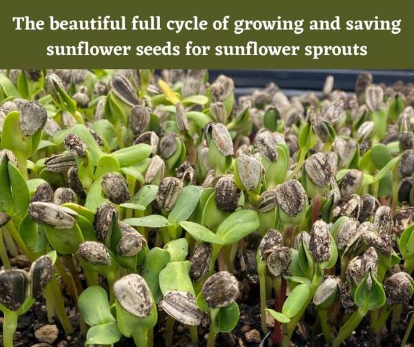 Giant Edible Sunflowers- Mammoth- 30 Seeds - Free Shipping - Image 5