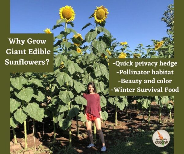 Giant Edible Sunflowers- Mammoth- 30 Seeds - Free Shipping - Image 2