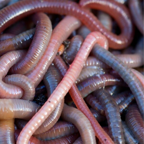 Red Wiggler Worms and Worm Bins - Image 11