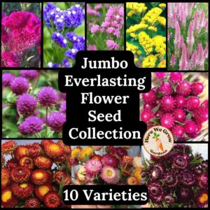 Jumbo Everlasting Flower Seed Collection - 10 Sampler Packs- FREE shipping