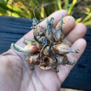 Perennial Onion Topset for Planting- Eygptian Walking Onion Bulbils