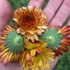 Calendula Seeds 'Flashback'
