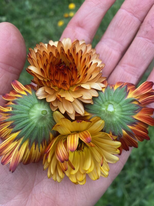 Calendula Seeds 'Flashback'