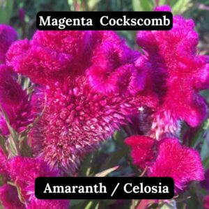 Cockscomb Amaranth- Celosia Seeds 'Kimbe Select' 50 seeds