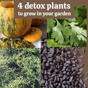 Detox Plants Seed Collection-4 packets-FREE shipping