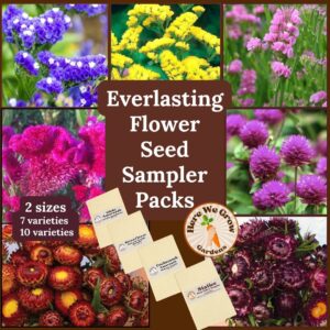 Everlasting Flower Seed Collection - 2 Sizes- FREE shipping