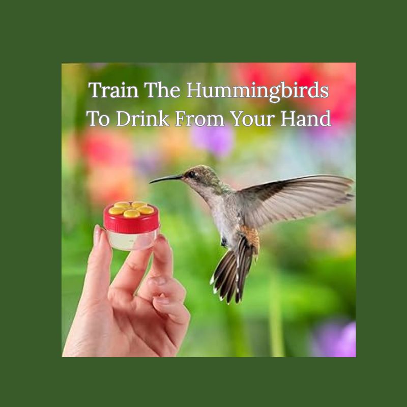 Handheld Hummingbird Feeder - FREE Shipping - Image 3