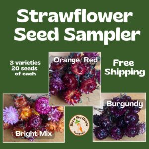 Strawflower Seed Sampler  3 varieties- w/FREE Shipping