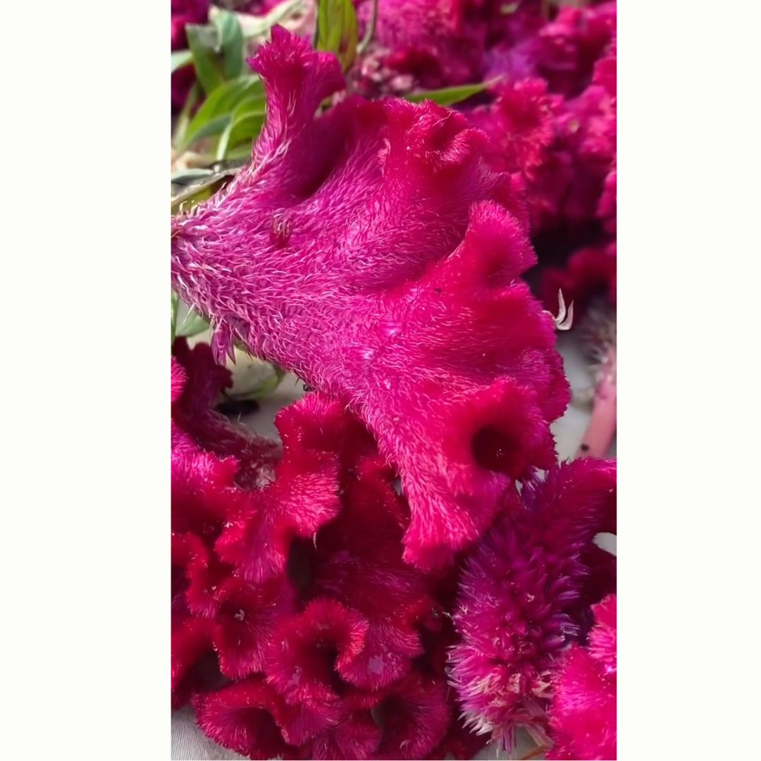 Cockscomb Amaranth- Celosia Seeds 'Kimbe Select' 50 seeds - Image 4