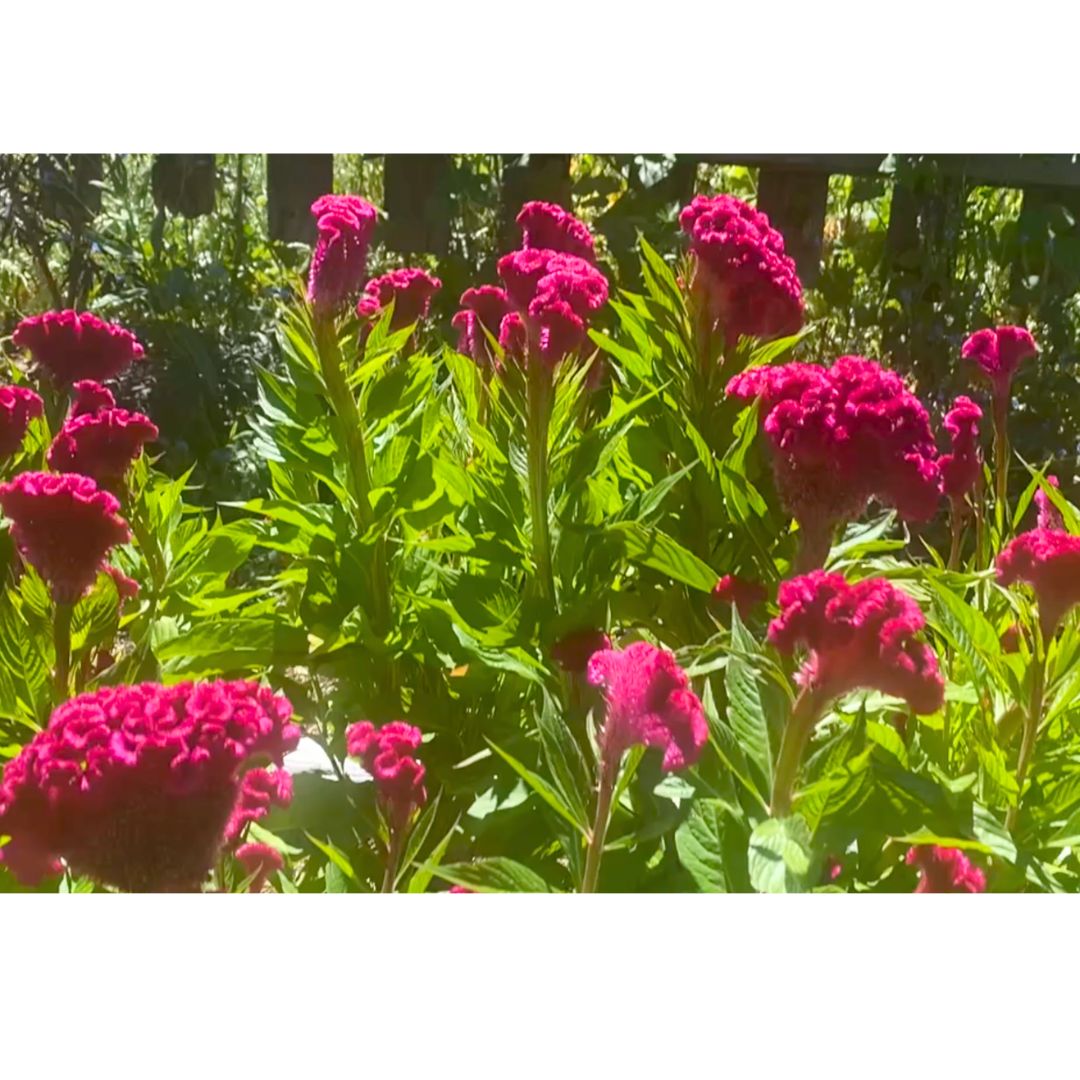 Cockscomb Amaranth- Celosia Seeds 'Kimbe Select' 50 seeds - Image 5
