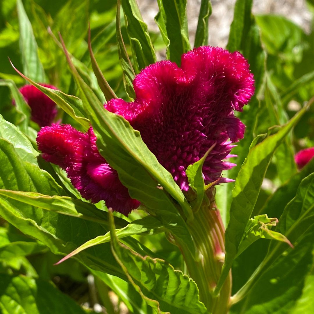 Cockscomb Amaranth- Celosia Seeds 'Kimbe Select' 50 seeds - Image 7