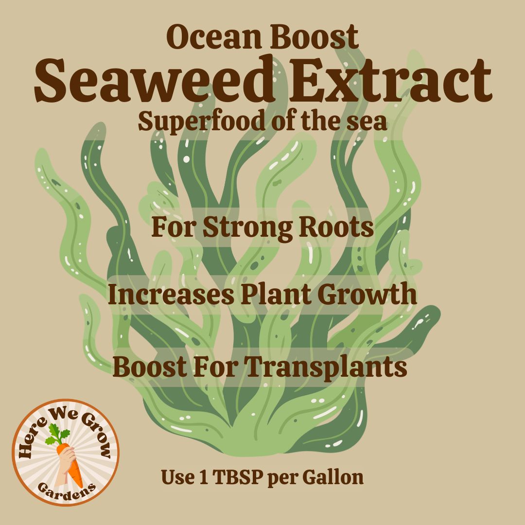 Seaweed Extract Powder- Organic Fertilizer- Foliar Feed & Soil Drench - Image 3