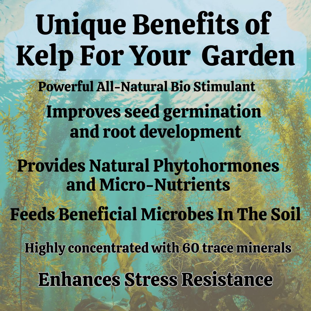 Seaweed Extract Powder- Organic Fertilizer- Foliar Feed & Soil Drench - Image 2