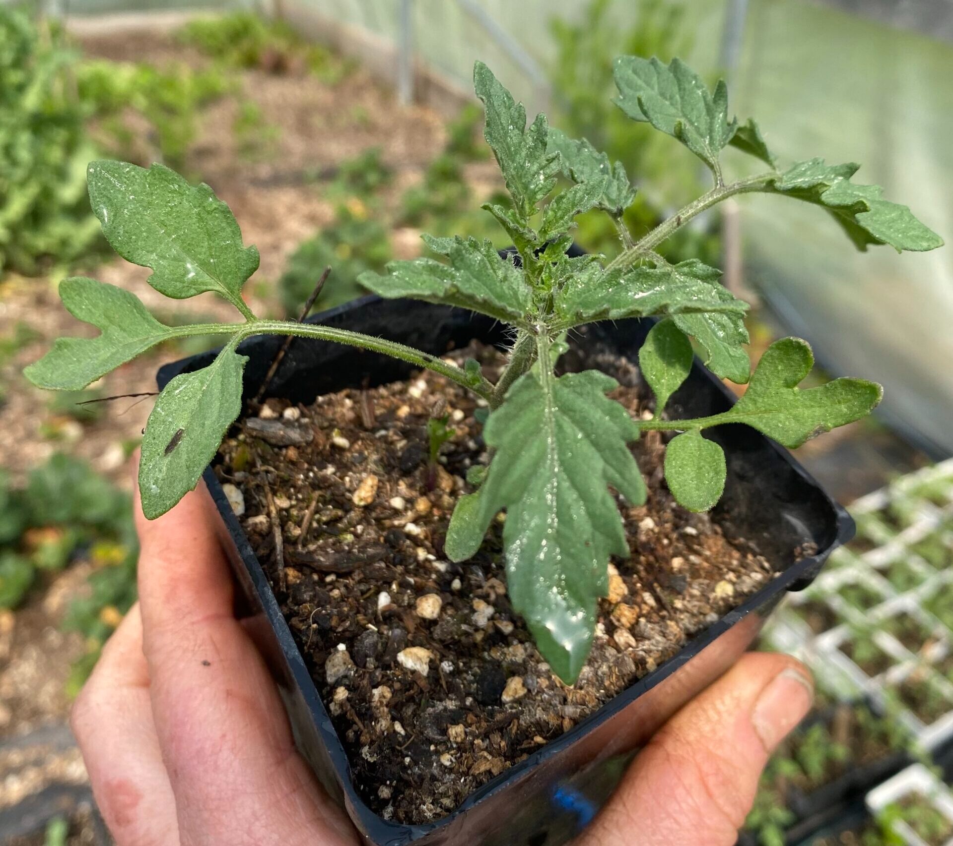 imgi 93 when to put out tomato plants scaled e1714697663630