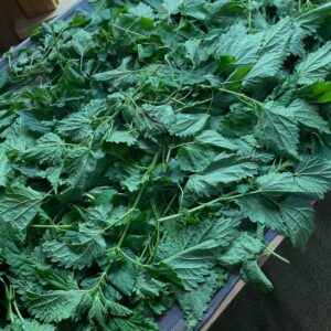 Dried Nettle leaf 1oz
